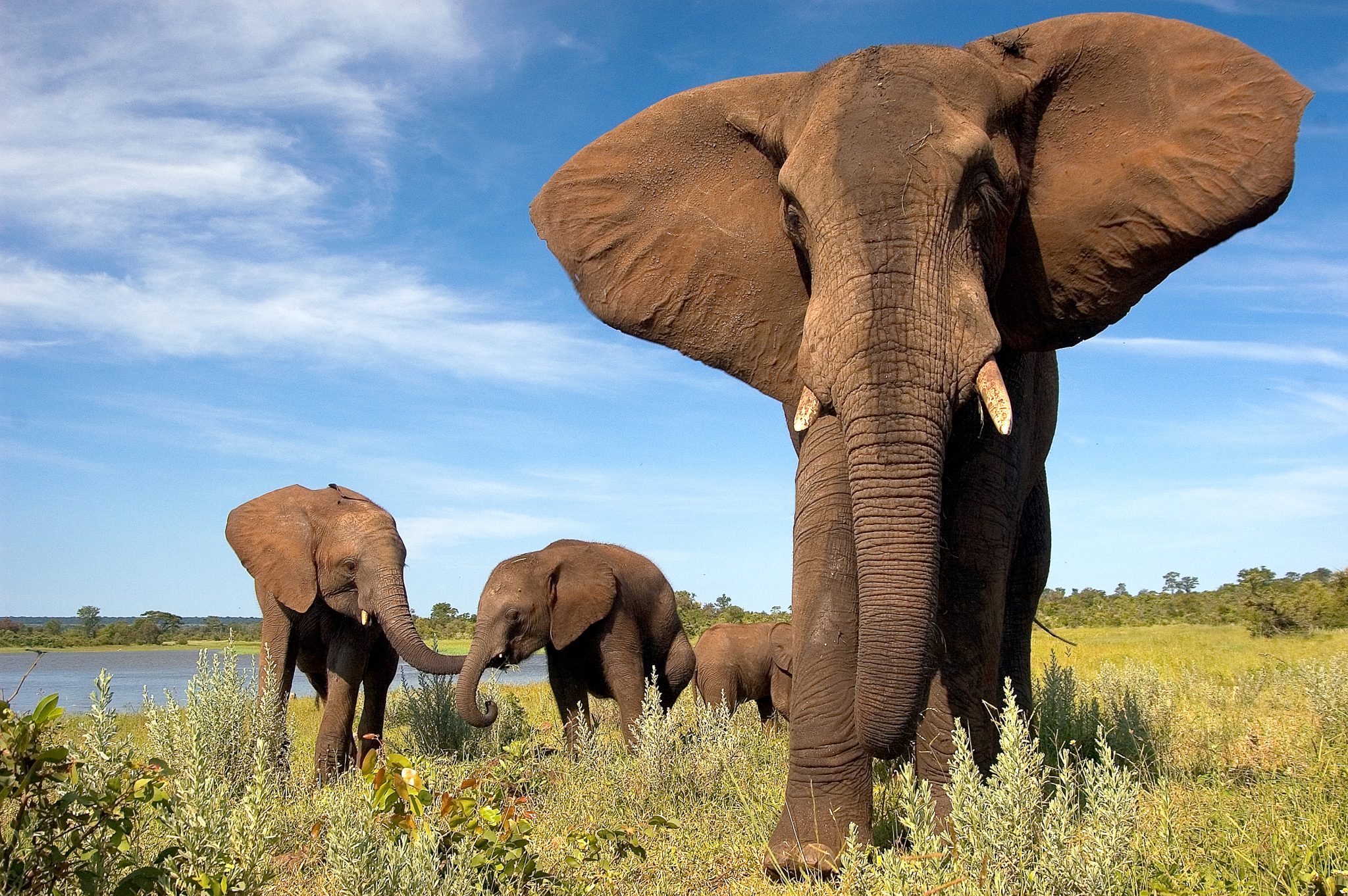 Pristine-Wildlife-Elephants-2048x1362